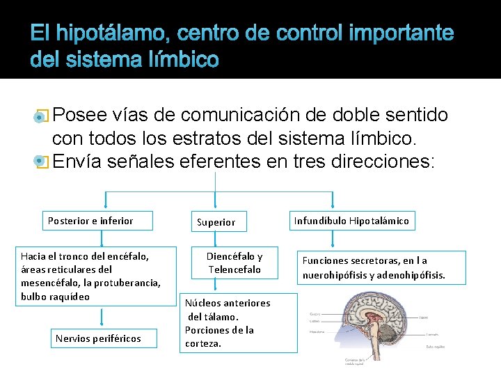 El hipotálamo, centro de control importante del sistema límbico � Posee vías de comunicación