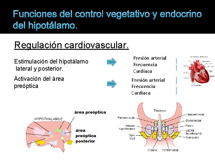 Funciones del control vegetativo y endocrino del hipotálamo. Regulación cardiovascular. Estimulación del hipotálamo lateral