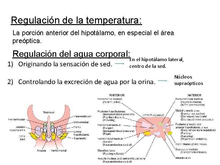 Regulación de la temperatura: La porción anterior del hipotálamo, en especial el área preóptica.