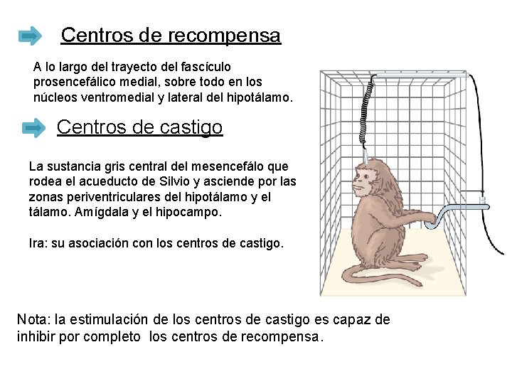 Centros de recompensa A lo largo del trayecto del fascículo prosencefálico medial, sobre todo