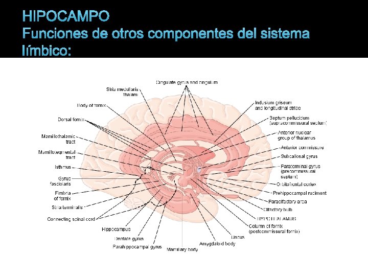 HIPOCAMPO Funciones de otros componentes del sistema límbico: 