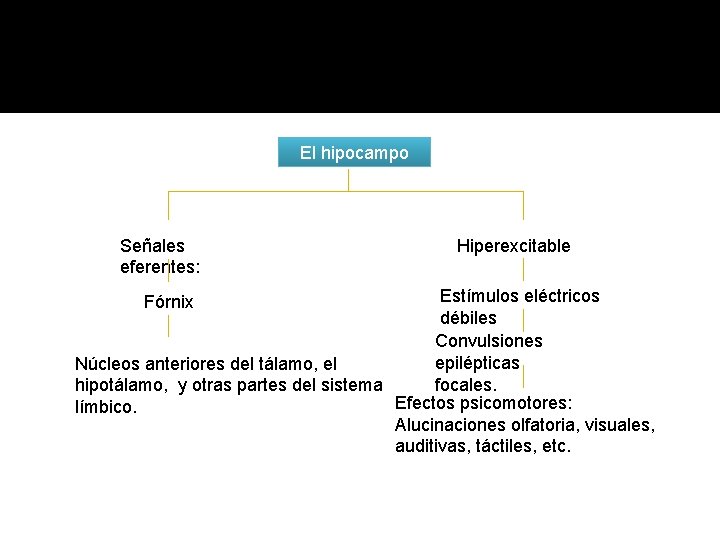 El hipocampo Señales eferentes: Hiperexcitable Estímulos eléctricos débiles Convulsiones epilépticas Núcleos anteriores del tálamo,