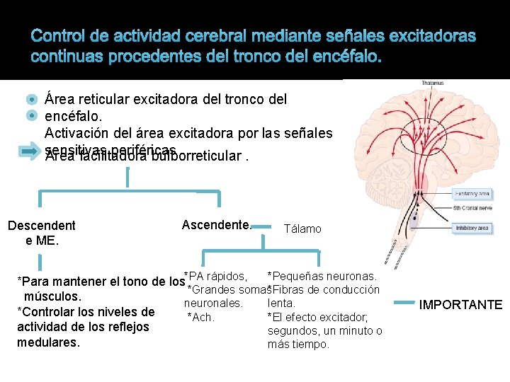 Control de actividad cerebral mediante señales excitadoras continuas procedentes del tronco del encéfalo. Área