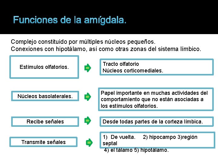 Funciones de la amígdala. Complejo constituido por múltiples núcleos pequeños. Conexiones con hipotálamo, así
