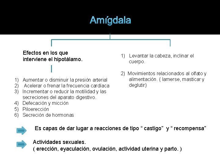 Amígdala Efectos en los que interviene el hipotálamo. 1) Aumentar o disminuir la presión