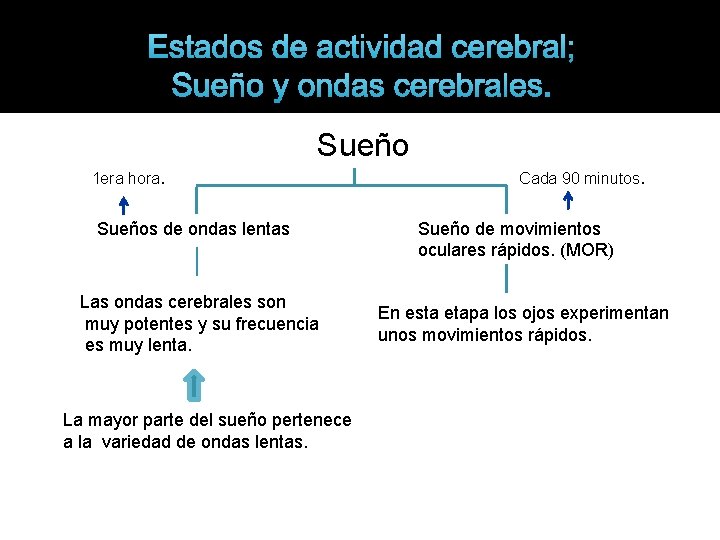 Estados de actividad cerebral; Sueño y ondas cerebrales. Sueño 1 era hora. Sueños de