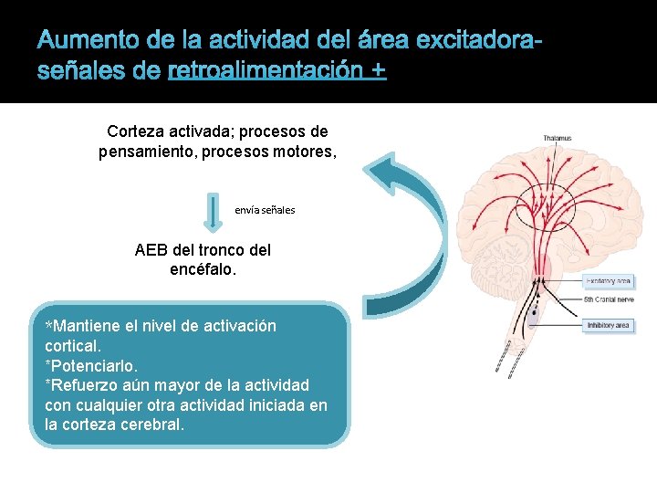 Aumento de la actividad del área excitadoraseñales de retroalimentación + Corteza activada; procesos de