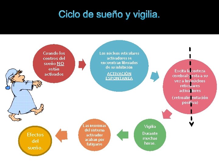 Ciclo de sueño y vigilia. Teoría general: mecanismo posible como fuente del ciclo vigilia-sueño