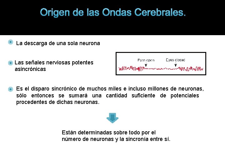 Origen de las Ondas Cerebrales. La descarga de una sola neurona Las señales nerviosas