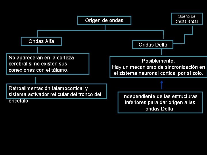 Sueño de ondas lentas Origen de ondas Ondas Alfa No aparecerán en la corteza