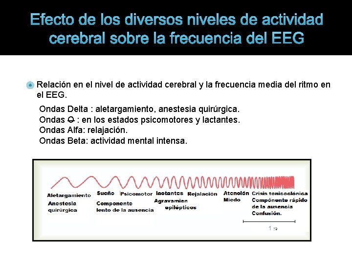 Efecto de los diversos niveles de actividad cerebral sobre la frecuencia del EEG Relación