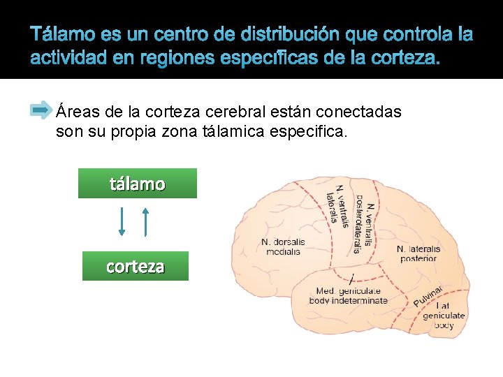 Tálamo es un centro de distribución que controla la actividad en regiones específicas de