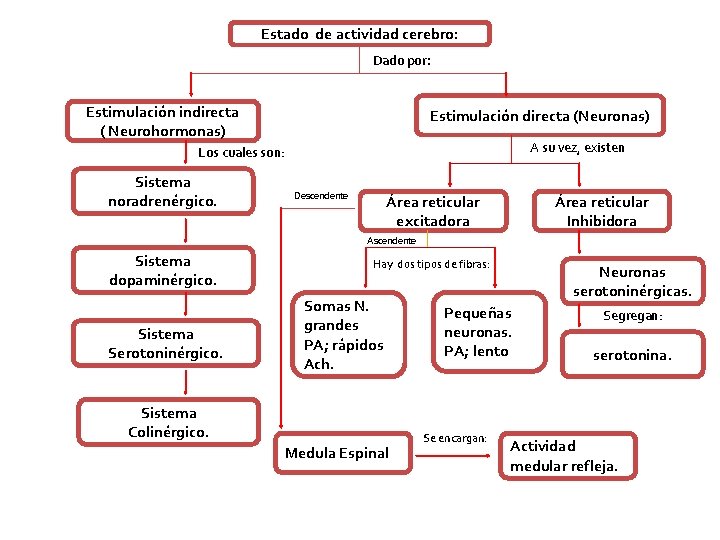 Estado de actividad cerebro: Dado por: Estimulación indirecta ( Neurohormonas) Estimulación directa (Neuronas) A