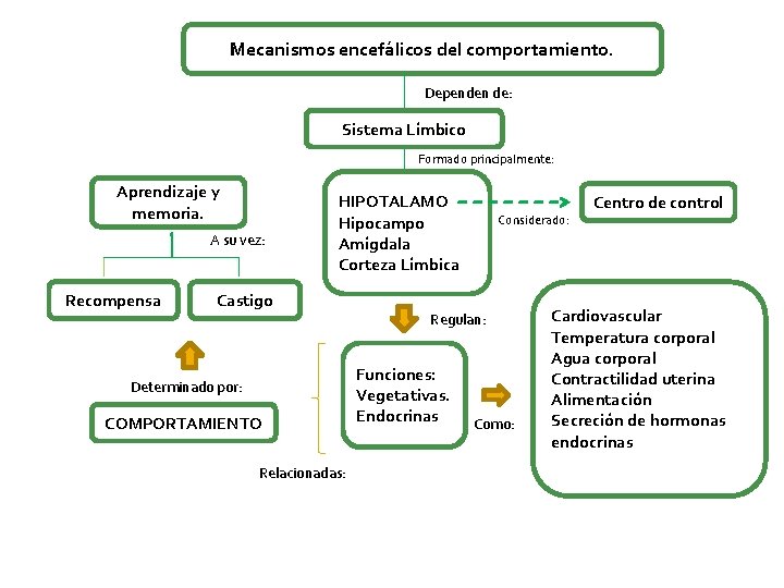 Mecanismos encefálicos del comportamiento. Dependen de: Sistema Límbico Formado principalmente: Aprendizaje y memoria. A