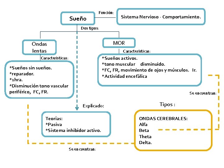 Sueño Función: Sistema Nervioso - Comportamiento. Dos tipos: MOR Ondas lentas Características: *Sueños activos.