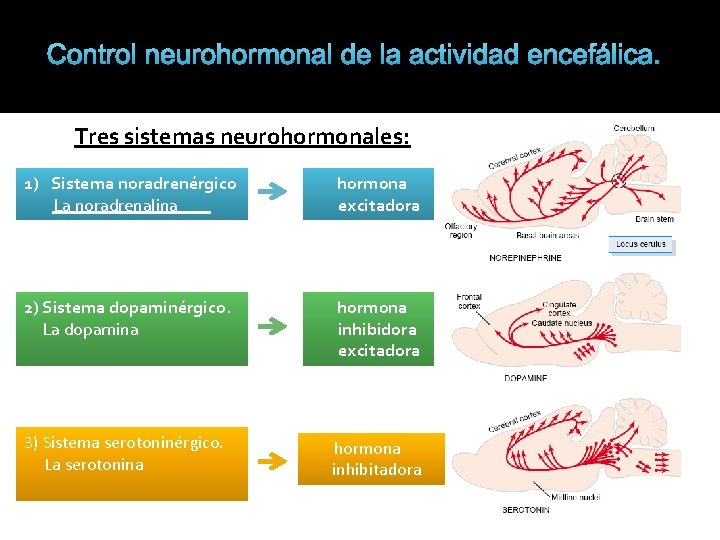Control neurohormonal de la actividad encefálica. Tres sistemas neurohormonales: 1) Sistema noradrenérgico La noradrenalina