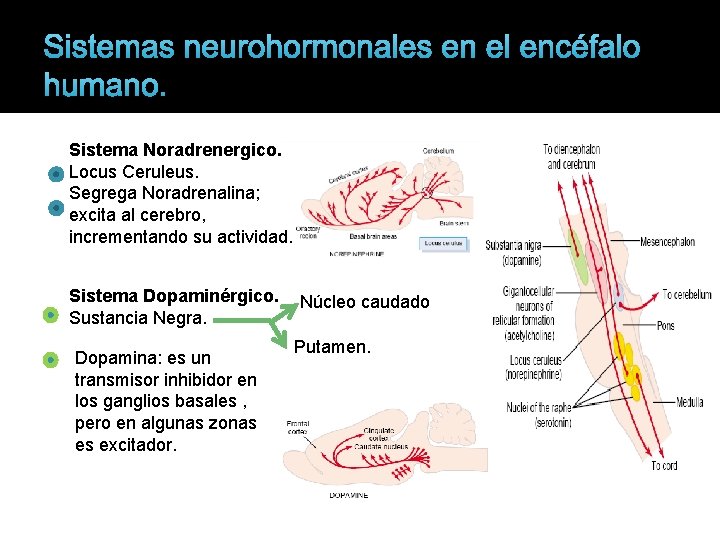 Sistemas neurohormonales en el encéfalo humano. Sistema Noradrenergico. Locus Ceruleus. Segrega Noradrenalina; excita al