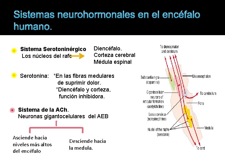 Sistemas neurohormonales en el encéfalo humano. Sistema Serotoninérgico Los núcleos del rafe Diencéfalo. Corteza