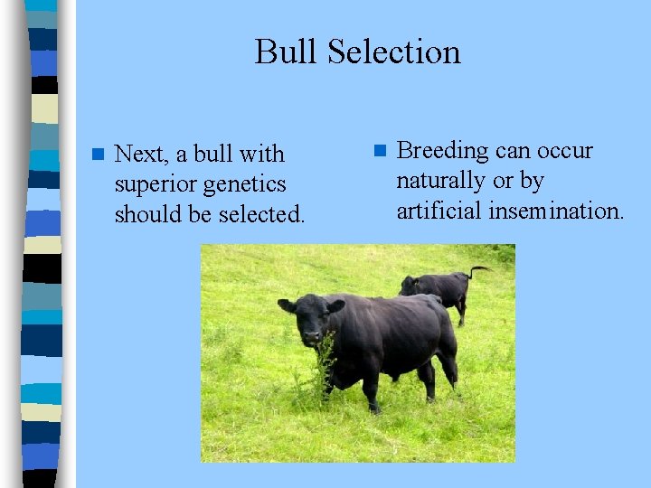  Bull Selection n Next, a bull with superior genetics should be selected. n