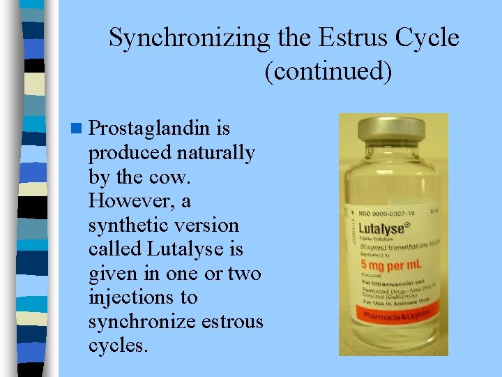  Synchronizing the Estrus Cycle (continued) n Prostaglandin is produced naturally by the cow.