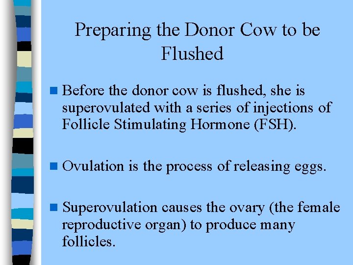  Preparing the Donor Cow to be Flushed n Before the donor cow is