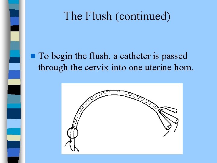 The Flush (continued) n To begin the flush, a catheter is passed through the