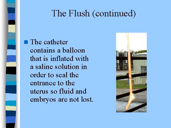 The Flush (continued) n The catheter contains a balloon that is inflated with a