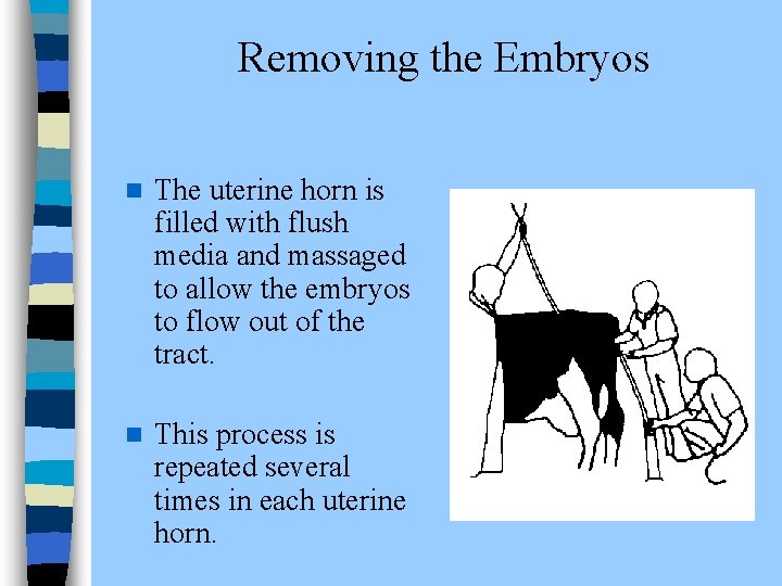  Removing the Embryos n The uterine horn is filled with flush media and