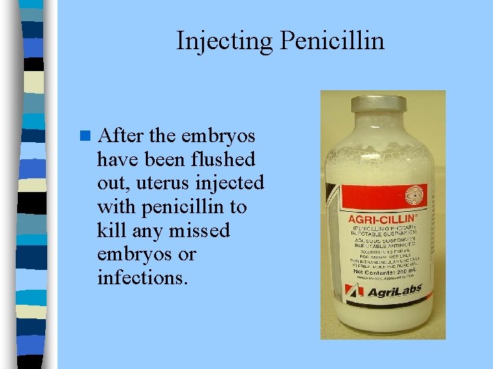  Injecting Penicillin n After the embryos have been flushed out, uterus injected with