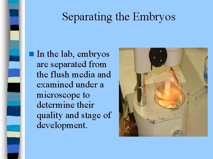  Separating the Embryos n In the lab, embryos are separated from the flush