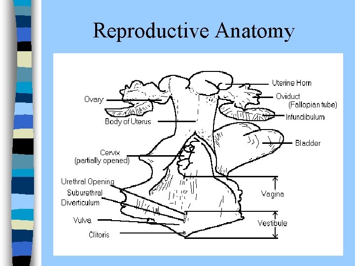  Reproductive Anatomy 