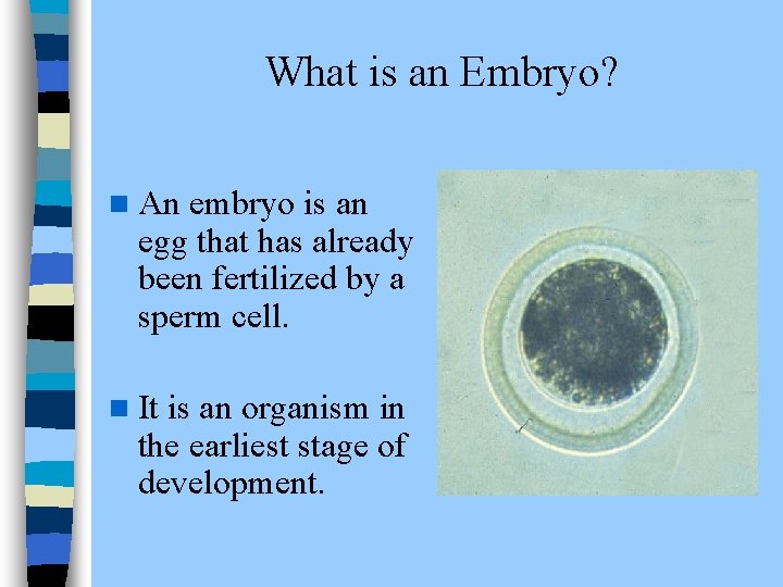  What is an Embryo? n An embryo is an egg that has already