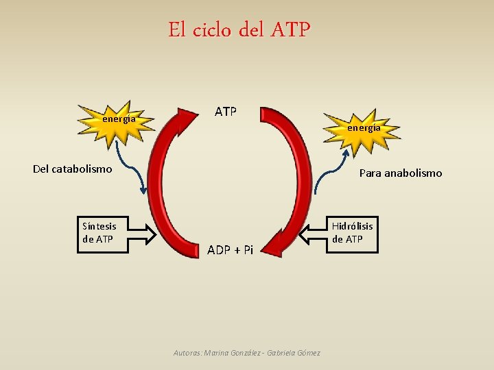 El ciclo del ATP energía Del catabolismo Síntesis de ATP Para anabolismo ADP +