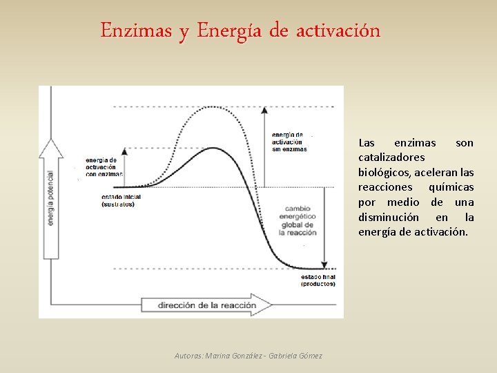 Enzimas y Energía de activación Las enzimas son catalizadores biológicos, aceleran las reacciones químicas