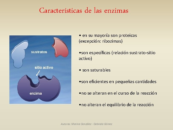 Características de las enzimas • en su mayoría son proteicas (excepción: ribozimas) • son