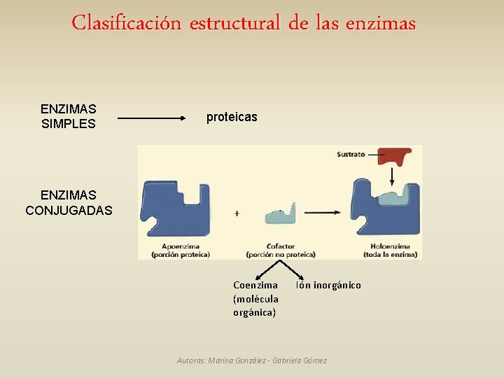 Clasificación estructural de las enzimas ENZIMAS SIMPLES proteicas ENZIMAS CONJUGADAS Coenzima (molécula orgánica) Ión