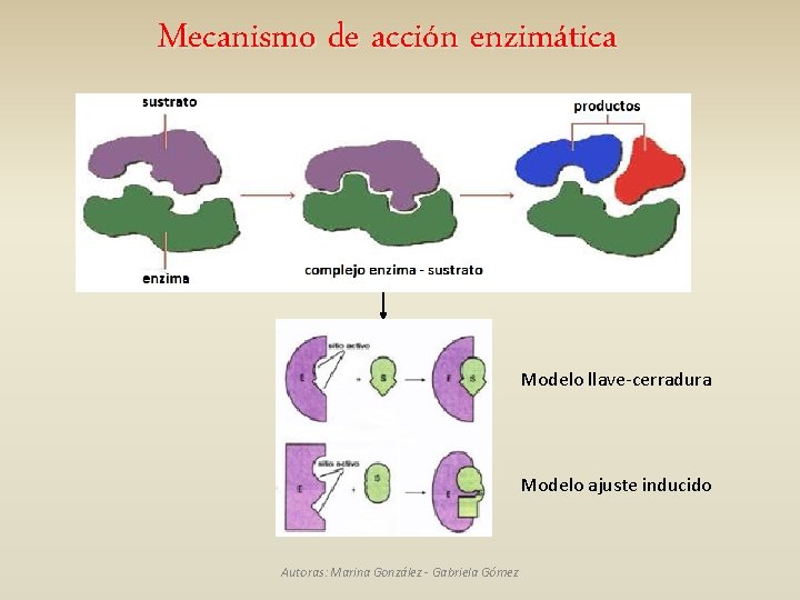 Mecanismo de acción enzimática Modelo llave-cerradura Modelo ajuste inducido Autoras: Marina González - Gabriela