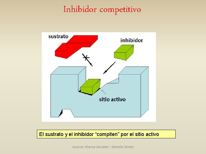 Inhibidor competitivo El sustrato y el inhibidor “compiten” por el sitio activo Autoras: Marina