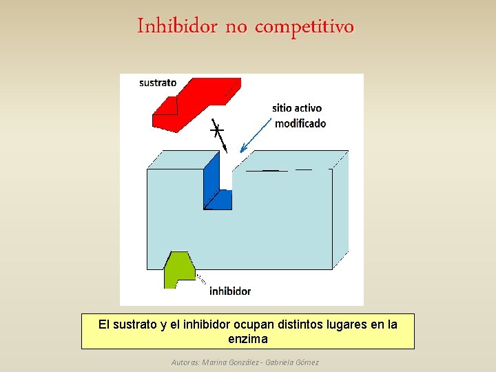 Inhibidor no competitivo El sustrato y el inhibidor ocupan distintos lugares en la enzima