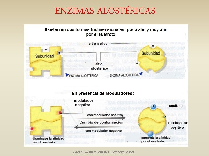 ENZIMAS ALOSTÉRICAS Autoras: Marina González - Gabriela Gómez 