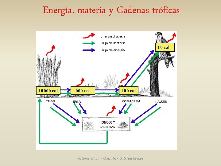 Energía, materia y Cadenas tróficas Energía disipada Flujo de materia Flujo de energía 10000