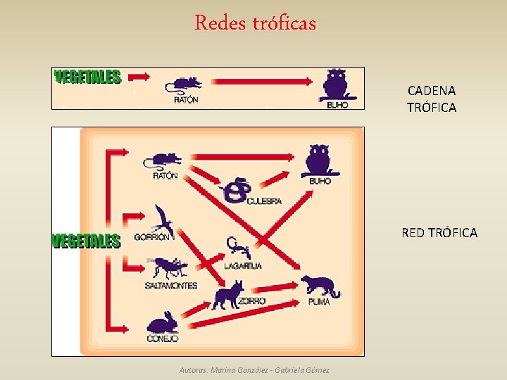 Redes tróficas CADENA TRÓFICA RED TRÓFICA Autoras: Marina González - Gabriela Gómez 