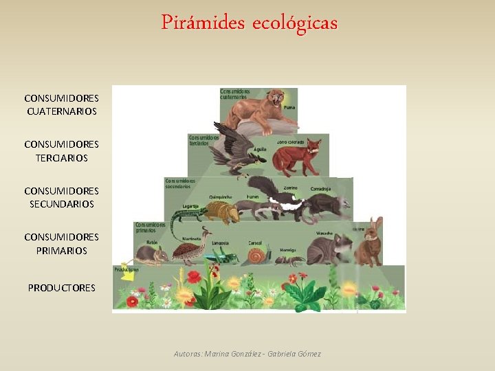 Pirámides ecológicas CONSUMIDORES CUATERNARIOS CONSUMIDORES TERCIARIOS CONSUMIDORES SECUNDARIOS CONSUMIDORES PRIMARIOS PRODUCTORES Autoras: Marina González