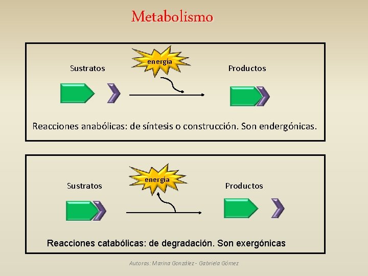 Metabolismo Sustratos energía Productos Reacciones anabólicas: de síntesis o construcción. Son endergónicas. Sustratos energía