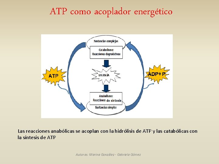 ATP como acoplador energético Las reacciones anabólicas se acoplan con la hidrólisis de ATP