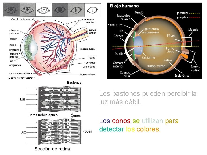 Los bastones pueden percibir la luz más débil. Los conos se utilizan para detectar