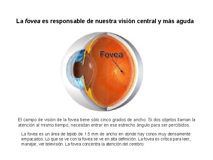 La fovea es responsable de nuestra visión central y más aguda El campo de