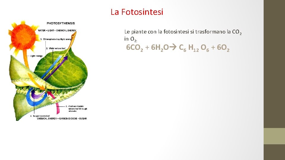 La Fotosintesi Le piante con la fotosintesi si trasformano la CO 2 in O