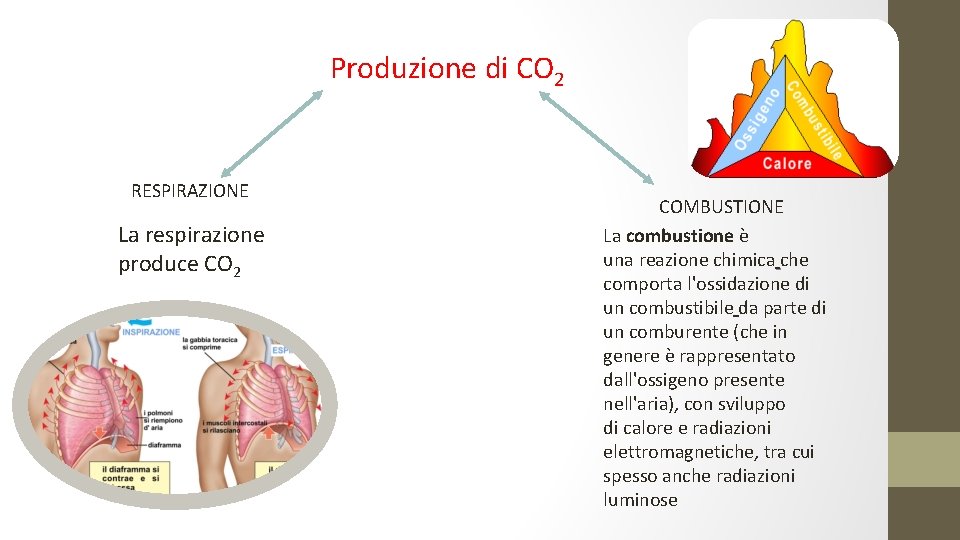 Produzione di CO 2 RESPIRAZIONE La respirazione produce CO 2 COMBUSTIONE La combustione è