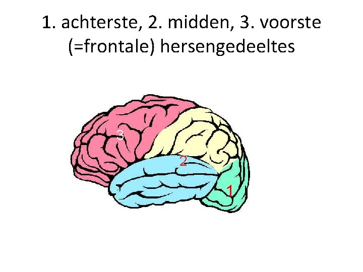 1. achterste, 2. midden, 3. voorste (=frontale) hersengedeeltes 3 2 1 